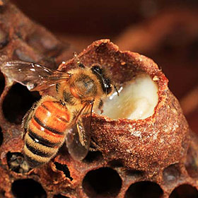 Méhpempő